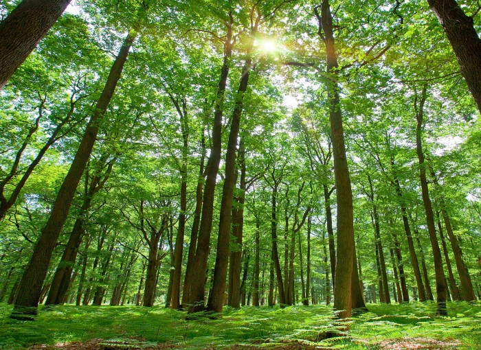 Por não ter caráter tributário, multa ambiental prescreve em cinco anos